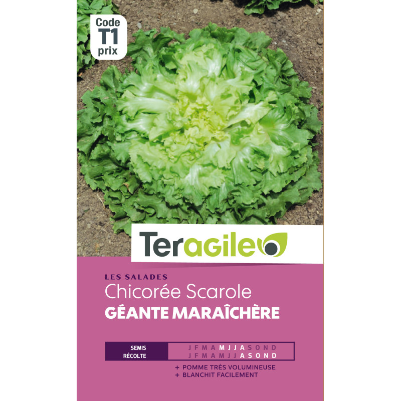 Chicoree scarole gte maraich. t1 teragile de Teragile - produits pour le jardin dans Graines de Chicoree