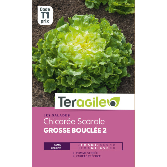 Chicoree scarolegrosse bouclee t1 teragile de Teragile - produits pour le jardin dans Graines de Chicoree
