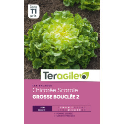 Chicoree scarolegrosse bouclee t1 teragile de Teragile - produits pour le jardin dans Graines de Chicoree