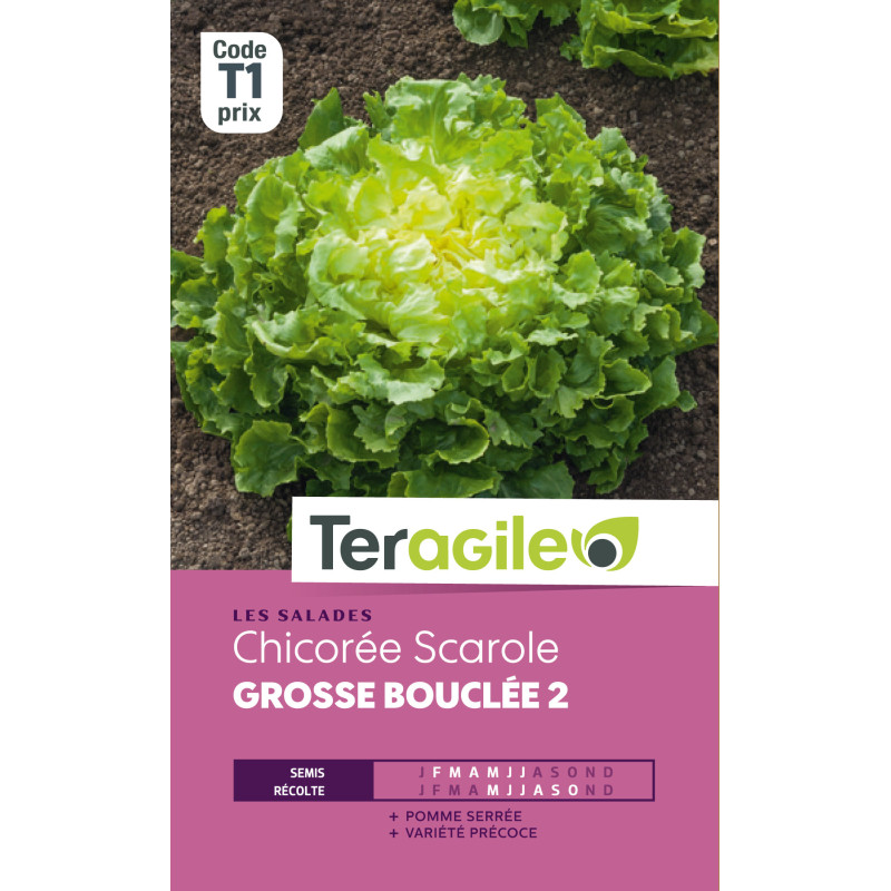 Chicoree scarolegrosse bouclee t1 teragile de Teragile - produits pour le jardin dans Graines de Chicoree