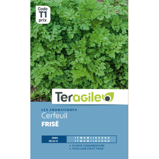 Cerfeuil frise t1 teragile de Teragile - produits pour le jardin dans Graines de Cerfeuil
