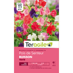 Pois de senteur buisson varie  5.00 g de Teragile - produits pour le jardin dans Graines de Pois