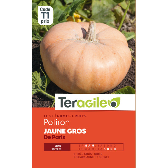 Potiron jaune gros de paris t1 teragile de Teragile - produits pour le jardin dans Graines de Coloquinte - Patisson - Potiron