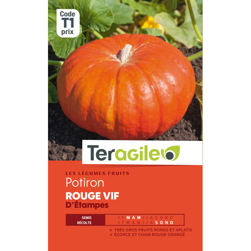 Potiron rouge vif d'etampes t1 teragile de Teragile - produits pour le jardin dans Graines de Coloquinte - Patisson - Potiron