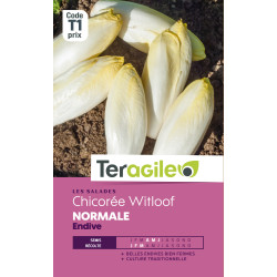 Chicoree witloof t1 teragile de Teragile - produits pour le jardin dans Graines de Chicoree
