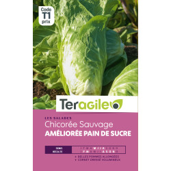 Chicore pain de sucre t1 teragile de Teragile - produits pour le jardin dans Graines de Chicoree