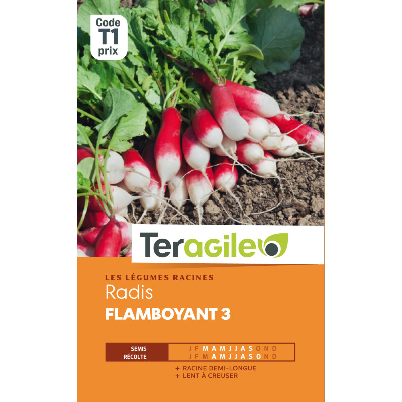 Radis flamboyant 3 t1 teragile de Teragile - produits pour le jardin dans Graines de Radis