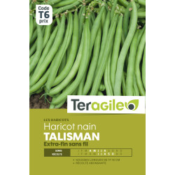 Haricot nain extra-fin sans fil talisman 200.00 de Teragile - produits pour le jardin dans Graines de Haricot