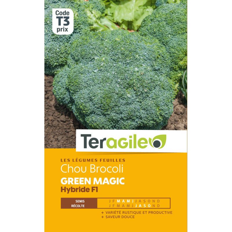 Chou brocoli green magic hybride f1 140 graines de Teragile - produits pour le jardin dans Graines de Chou