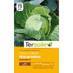 Chou pomme steenkop hybride f1 160 graines de Teragile - produits pour le jardin dans Graines de Chou