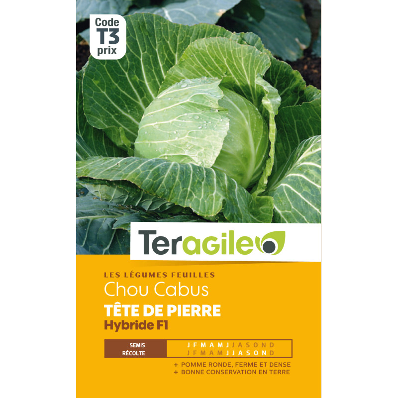 Chou pomme steenkop hybride f1 160 graines de Teragile - produits pour le jardin dans Graines de Chou