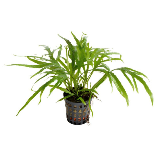 MICROSORUM PTEROPUS TRIDENT 5 CM EN POT de Aquafleur - Plantes aquarium dans Plantes d'aquariums