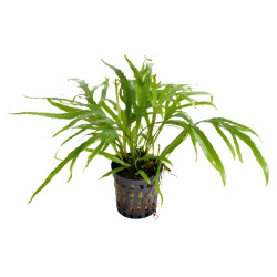 MICROSORUM PTEROPUS TRIDENT 5 CM EN POT de Aquafleur - Plantes aquarium dans Plantes d'aquariums