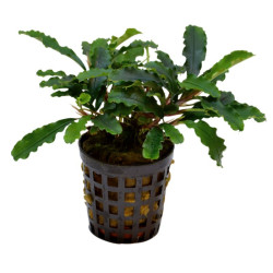 BUCEPHALANDRA GREEN VELVET 5 CM EN POT de Aquafleur - Plantes aquarium dans Plantes d'aquariums