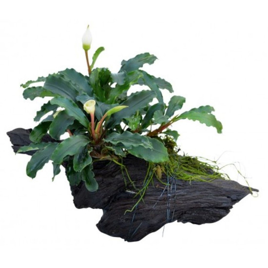 RACINE BOIS BUCEPHALANDRA GREEN VELVET SIZE XS de Aquafleur - Plantes aquarium dans Plantes d'aquariums