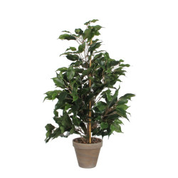 FICUS EXOTICA VERT D/POT STAN GRIS D13.5 de Edelman - deco maison et noël dans Plantes artificielles