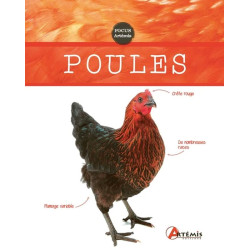 /POULES de Jardinerie Bordeaux Libourne Gironde dans 📘Livre et calendrier pour animaux