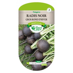 Radis Noir Gros Rond D'Hiver -graines de Les Doigts Verts - graines de Gironde à Bordeaux dans Graines de Radis