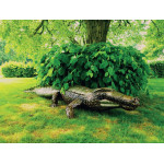 /CROCODILE METAL 80-100CM de Jardinerie Bordeaux Libourne Gironde dans Statue pour le jardin