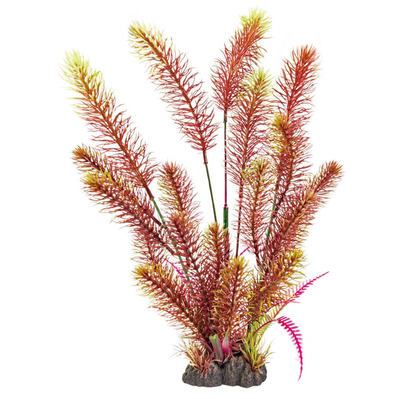 Plante déco aquarium 40CM MYRIOPHYLL RED de Superfish - Aquadistri - accessoires pour aquarium et bassin dans Plantes d'aquarium