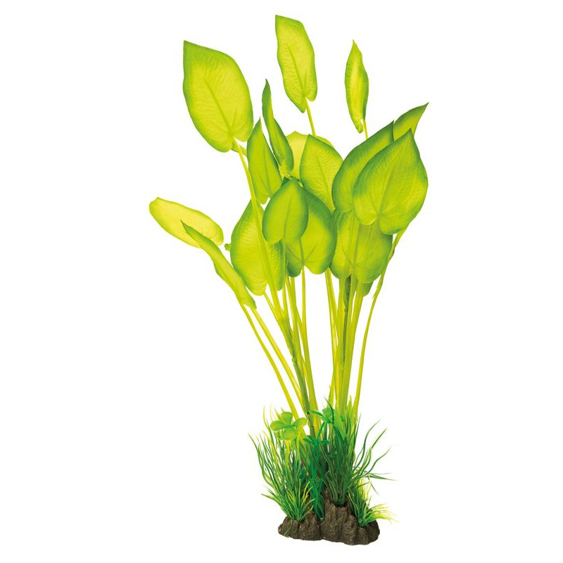 Plante déco aquarium 40CM ECHINODORUS de Superfish - Aquadistri - accessoires pour aquarium et bassin dans Plantes d'aquarium