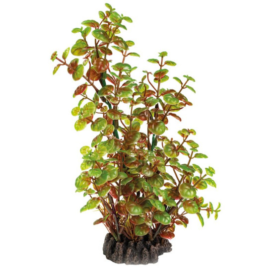 Plante déco aquarium 25CM ROTALA de Superfish - Aquadistri - accessoires pour aquarium et bassin dans Plantes d'aquarium
