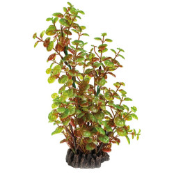 Plante déco aquarium 25CM ROTALA de Superfish - Aquadistri - accessoires pour aquarium et bassin dans Plantes d'aquarium