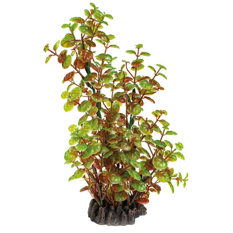 Plante déco aquarium 25CM ROTALA de Superfish - Aquadistri - accessoires pour aquarium et bassin dans Plantes d'aquarium