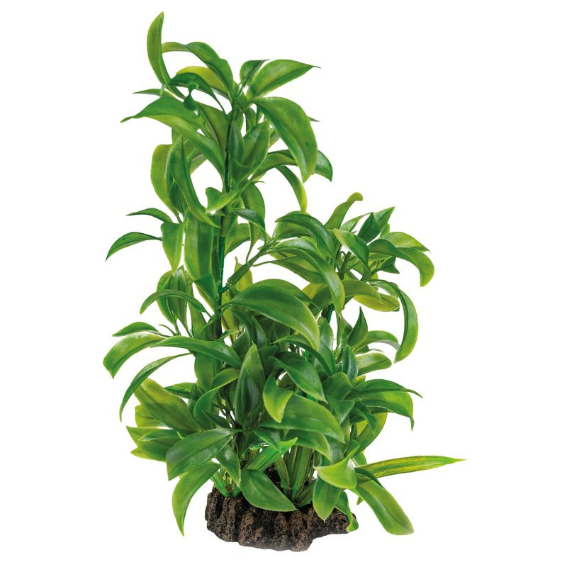 Plante déco aquarium 25CM DRACAENA de Superfish - Aquadistri - accessoires pour aquarium et bassin dans Plantes d'aquarium