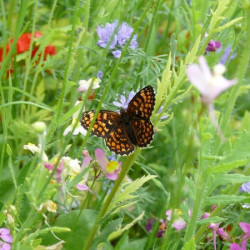 Jachere pappillons pour 100 à 200M2 de Novaflore - fleurs melliferes pour papillons et abeilles dans Graines de Jachere fleurie