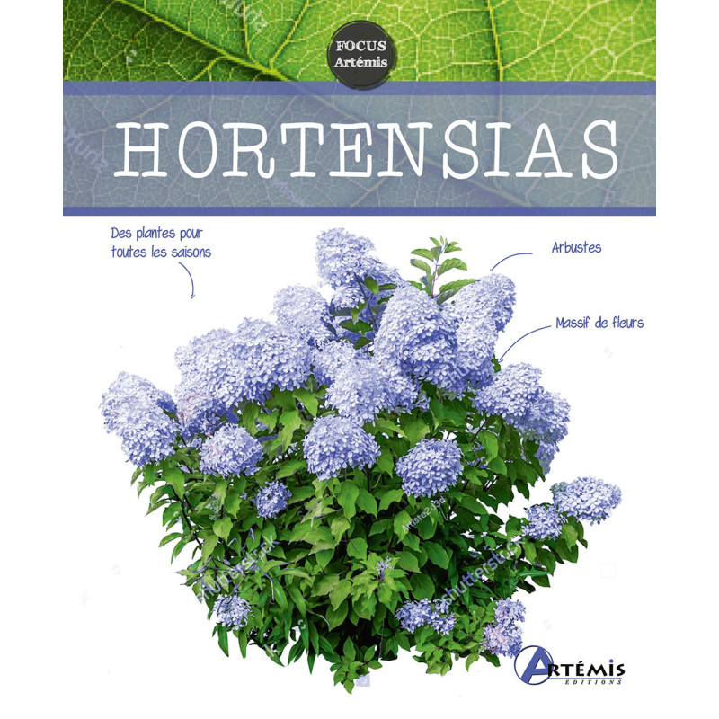 HORTENSIAS de Jardinerie Bordeaux Libourne Gironde dans 📗Livre sur le jardin