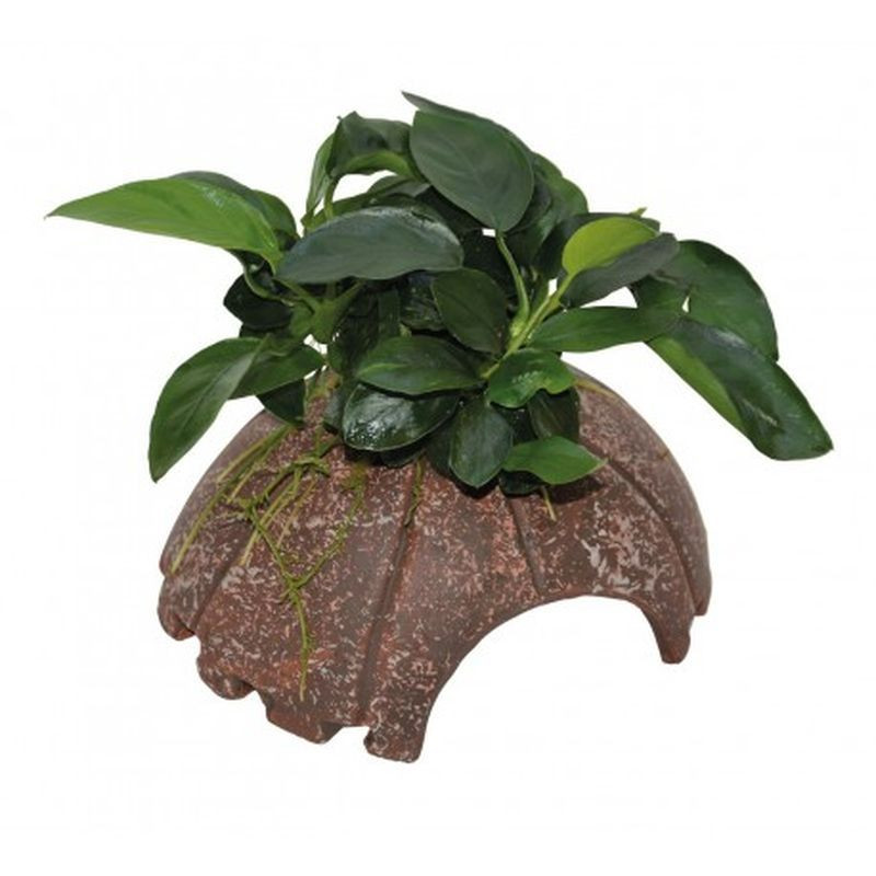 DECO COCONUT ANUBIAS 10*12*7CM de Aquafleur - Plantes aquarium dans Plantes d'aquariums