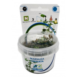 Easy grow 77 marsilea crenata de Aquafleur - Plantes aquarium dans Plantes d'aquariums