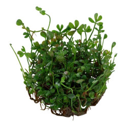 Easy grow 77 marsilea crenata de Aquafleur - Plantes aquarium dans Plantes d'aquariums