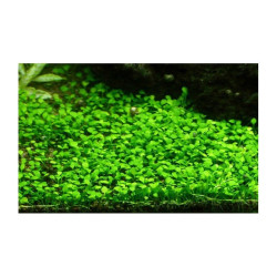 Easy grow 77 marsilea crenata de Aquafleur - Plantes aquarium dans Plantes d'aquariums
