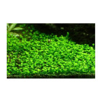 Easy grow 77 marsilea crenata de Aquafleur - Plantes aquarium dans Plantes d'aquariums
