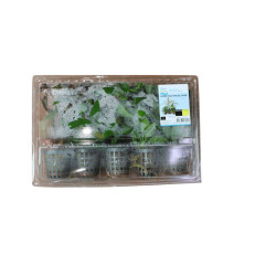 COMBI PACK SPECIAL OFFER 5 POTS de Aquafleur - Plantes aquarium dans Plantes d'aquariums
