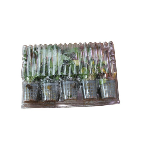 COMBI PACK SPECIAL OFFER 5 POTS de Aquafleur - Plantes aquarium dans Plantes d'aquariums