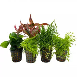 COMBI PACK SPECIAL OFFER 5 POTS de Aquafleur - Plantes aquarium dans Plantes d'aquariums