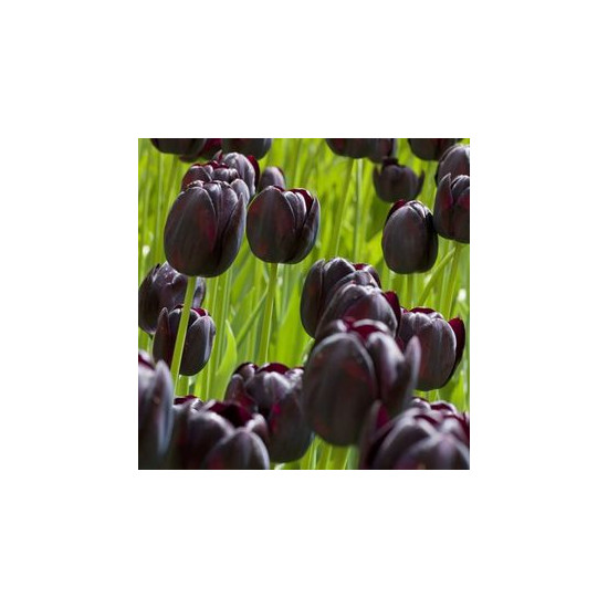Bulbes tulipe reine de la nuit x10 - 12/+ de Teragile - produits pour le jardin dans Tulipe en bulbes