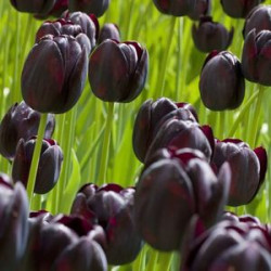 Bulbes tulipe reine de la nuit x10 - 12/+ de Teragile - produits pour le jardin dans Tulipe en bulbes