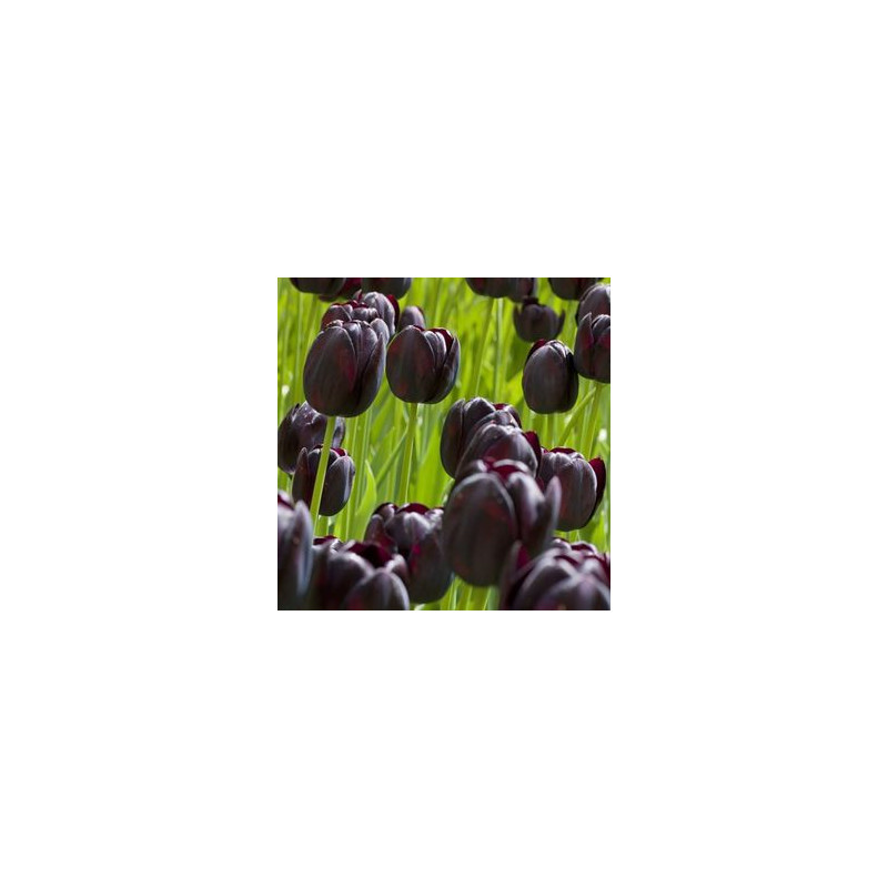 Bulbes tulipe reine de la nuit x10 - 12/+ de Teragile - produits pour le jardin dans Tulipe en bulbes