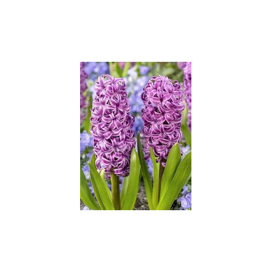 Bulbes jacinthe purple sensation x4 - 16/17 de Teragile - produits pour le jardin dans Jacinthe en bulbes