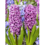 Bulbes jacinthe purple sensation x4 - 16/17 de Teragile - produits pour le jardin dans Jacinthe en bulbes