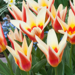Bulbes tulipe floresta x10 - 12/+ de Teragile - produits pour le jardin dans Tulipe en bulbes