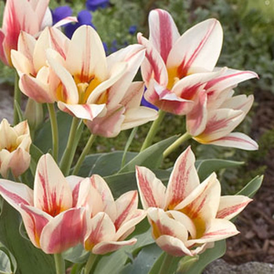 Bulbes tulipe quebec x10 - 12/+ de Teragile - produits pour le jardin dans Tulipe en bulbes
