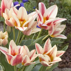Bulbes tulipe quebec x10 - 12/+ de Teragile - produits pour le jardin dans Tulipe en bulbes