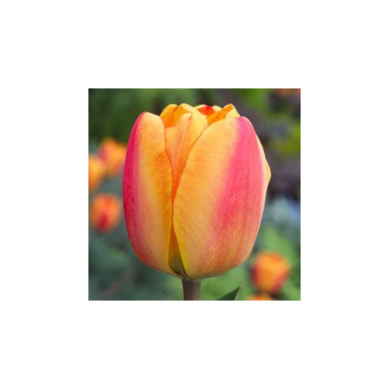 Bulbes tulipe apeldoorn elite x10 - 12/+ de Teragile - produits pour le jardin dans Tulipe en bulbes