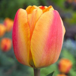 Bulbes tulipe apeldoorn elite x10 - 12/+ de Teragile - produits pour le jardin dans Tulipe en bulbes