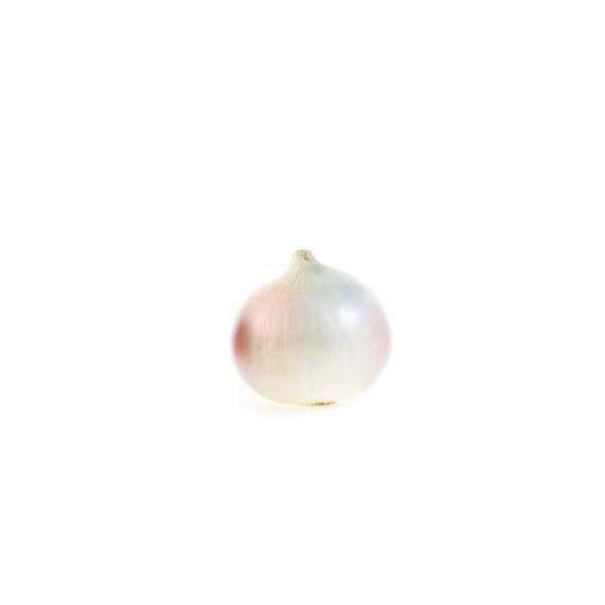 Oignons blancs 14/21 500g à planter de Bernard - pomme de terre  dans Oignon - Ail - echalote à semer